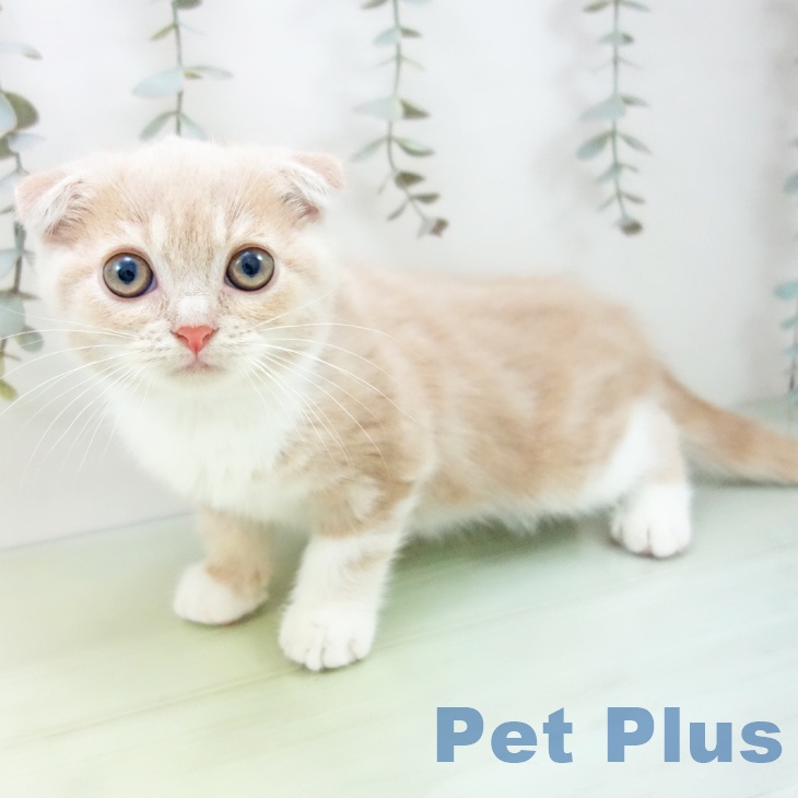 三重県のスコティッシュフォールド (ペットプラス 鈴鹿店/2025年8月24日生まれ/男の子/クリームタビーホワイト)の子猫の2枚目の画像