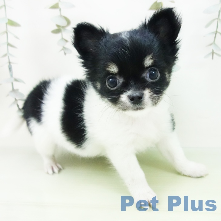 石川県のチワワ(ロング) (ペットプラス 白山店/2025年8月29日生まれ/男の子/ホワイトブラックタン)の子犬の1枚目の画像