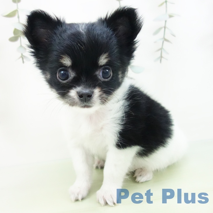 石川県のチワワ(ロング) (ペットプラス 白山店/2025年8月29日生まれ/男の子/ホワイトブラックタン)の子犬の2枚目の画像