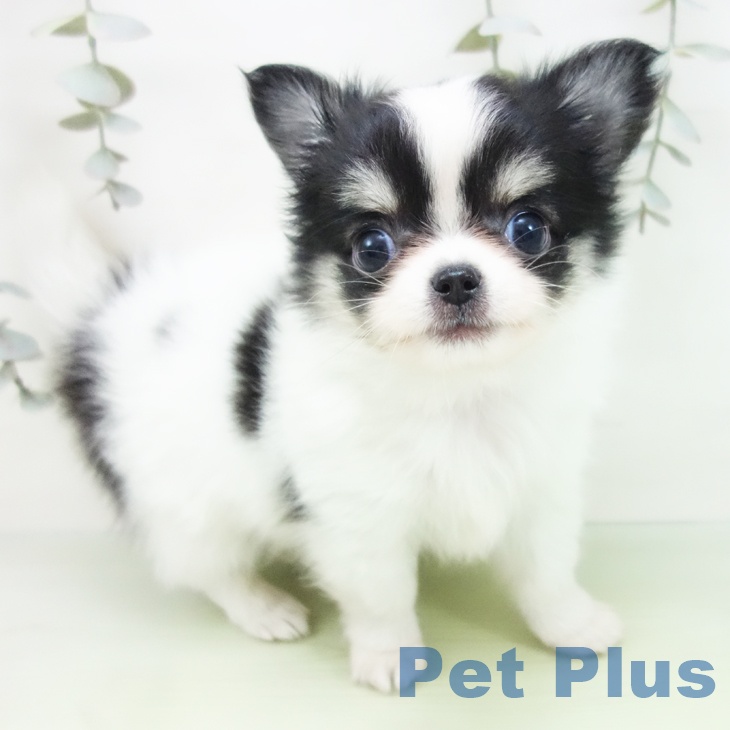 愛知県のチワワ(ロング) (ペットプラス mozoワンダーシティ店/2025年8月29日生まれ/男の子/ホワイトブラックタン)の子犬の1枚目の画像