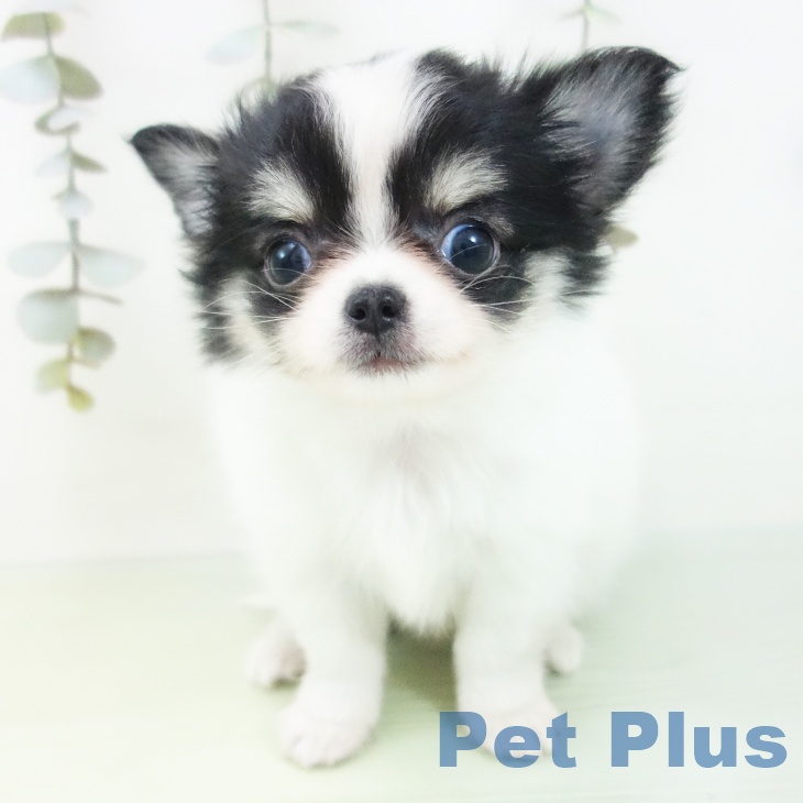 愛知県のチワワ(ロング) (ペットプラス mozoワンダーシティ店/2025年8月29日生まれ/男の子/ホワイトブラックタン)の子犬の2枚目の画像
