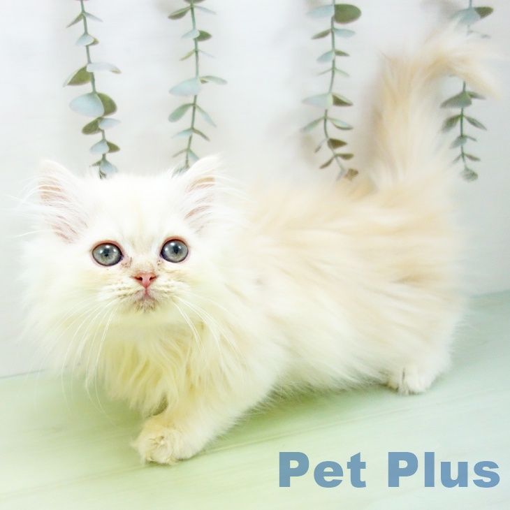 愛知県のペルシャ (ペットプラス 熱田店/2025年9月3日生まれ/男の子/クリームホワイト)の子猫の1枚目の画像
