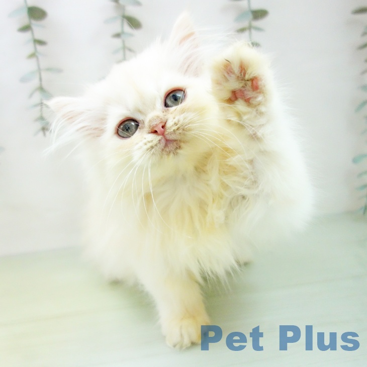 愛知県のペルシャ (ペットプラス 熱田店/2025年9月3日生まれ/男の子/クリームホワイト)の子猫の2枚目の画像