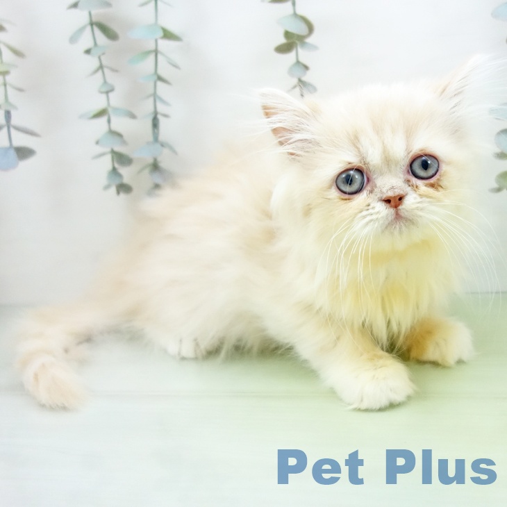 石川県のペルシャ (ペットプラス 白山店/2025年9月3日生まれ/男の子/クリームホワイト)の子猫の1枚目の画像