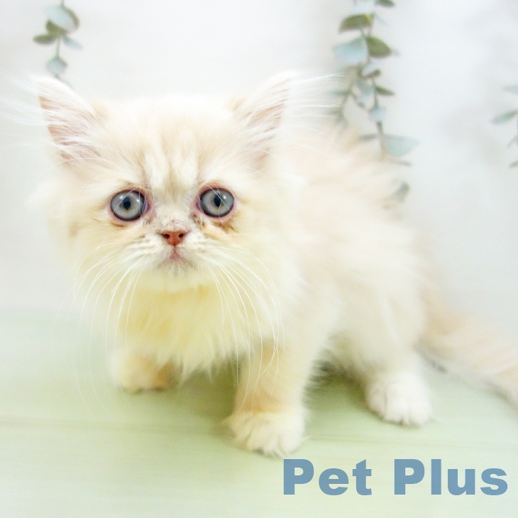 石川県のペルシャ (ペットプラス 白山店/2025年9月3日生まれ/男の子/クリームホワイト)の子猫の2枚目の画像