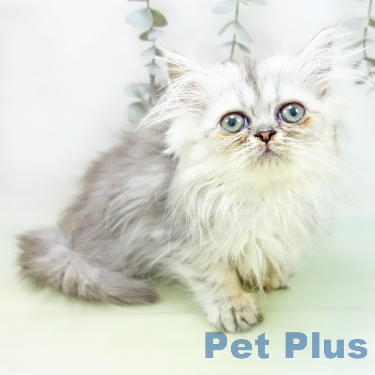 福井県のペルシャ (ペットプラス 福井店/2025年9月3日生まれ/女の子/チンチラシルバー)の子猫の1枚目の画像