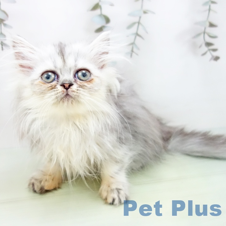 福井県のペルシャ (ペットプラス 福井店/2025年9月3日生まれ/女の子/チンチラシルバー)の子猫の2枚目の画像