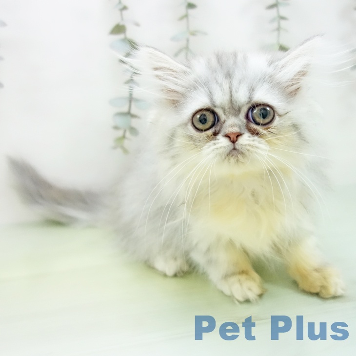 富山県のペルシャ (ペットプラス 高岡店/2025年9月3日生まれ/女の子/チンチラシルバー)の子猫の1枚目の画像