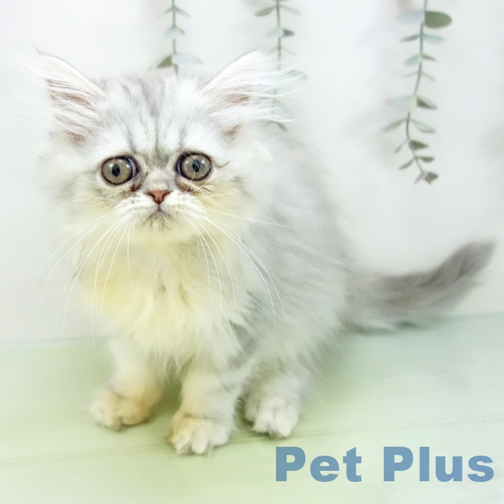 富山県のペルシャ (ペットプラス 高岡店/2025年9月3日生まれ/女の子/チンチラシルバー)の子猫の2枚目の画像
