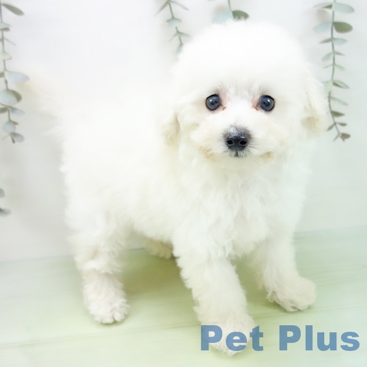 愛知県のトイプードル(トイ) (ペットプラス ナゴヤドーム前店/2025年9月3日生まれ/男の子/ホワイト)の子犬の1枚目の画像