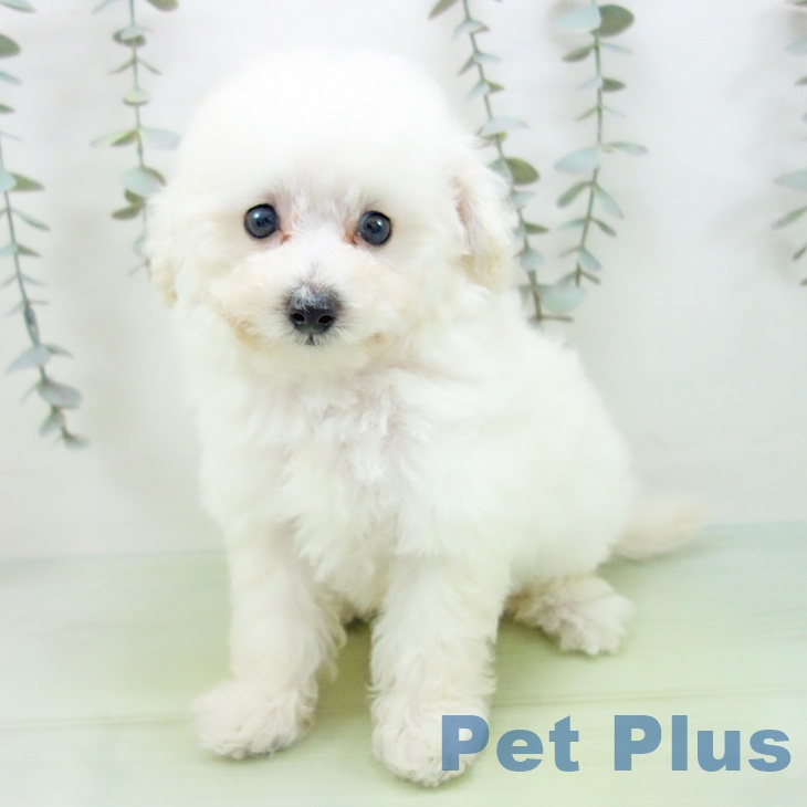 愛知県のトイプードル(トイ) (ペットプラス ナゴヤドーム前店/2025年9月3日生まれ/男の子/ホワイト)の子犬の2枚目の画像