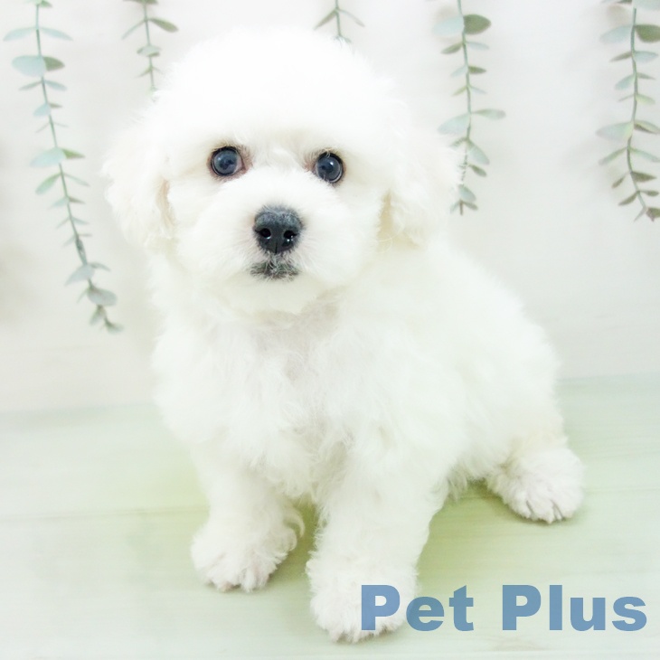 愛知県のビションフリーゼ (ペットプラス 東浦店/2025年9月2日生まれ/男の子/ホワイト)の子犬の1枚目の画像