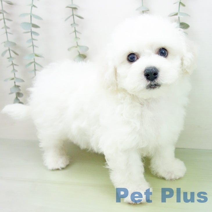 愛知県のビションフリーゼ (ペットプラス 東浦店/2025年9月2日生まれ/男の子/ホワイト)の子犬の2枚目の画像