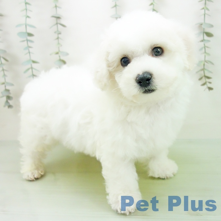 福井県のビションフリーゼ (ペットプラス 福井店/2025年9月2日生まれ/男の子/ホワイト)の子犬の1枚目の画像