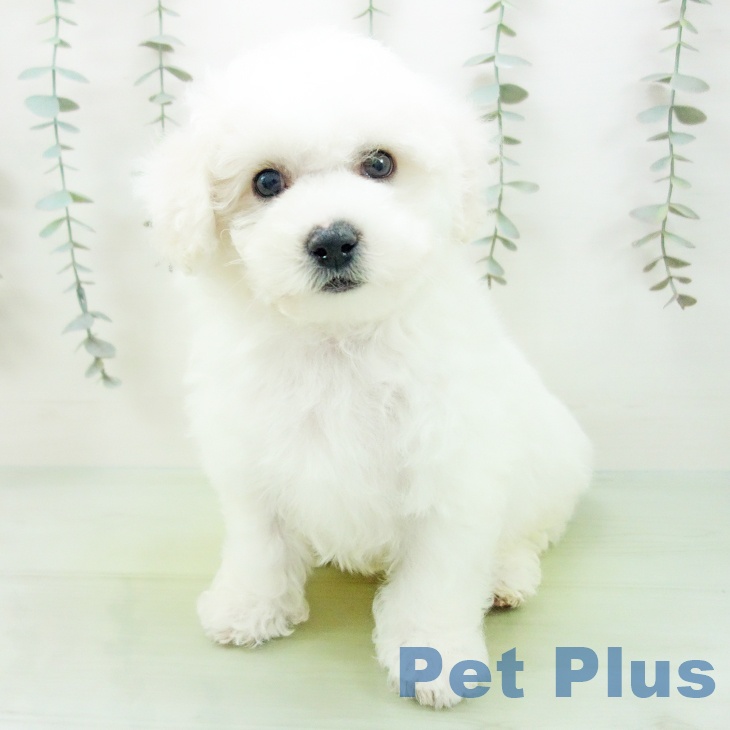 福井県のビションフリーゼ (ペットプラス 福井店/2025年9月2日生まれ/男の子/ホワイト)の子犬の2枚目の画像