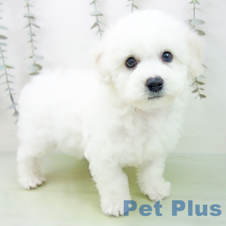 三重県のビションフリーゼ (ペットプラス 鈴鹿店/2025年9月2日生まれ/男の子/ホワイト)の子犬の1枚目の画像