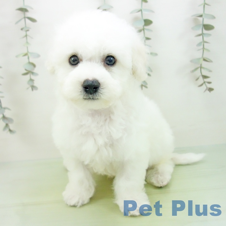 三重県のビションフリーゼ (ペットプラス 鈴鹿店/2025年9月2日生まれ/男の子/ホワイト)の子犬の2枚目の画像