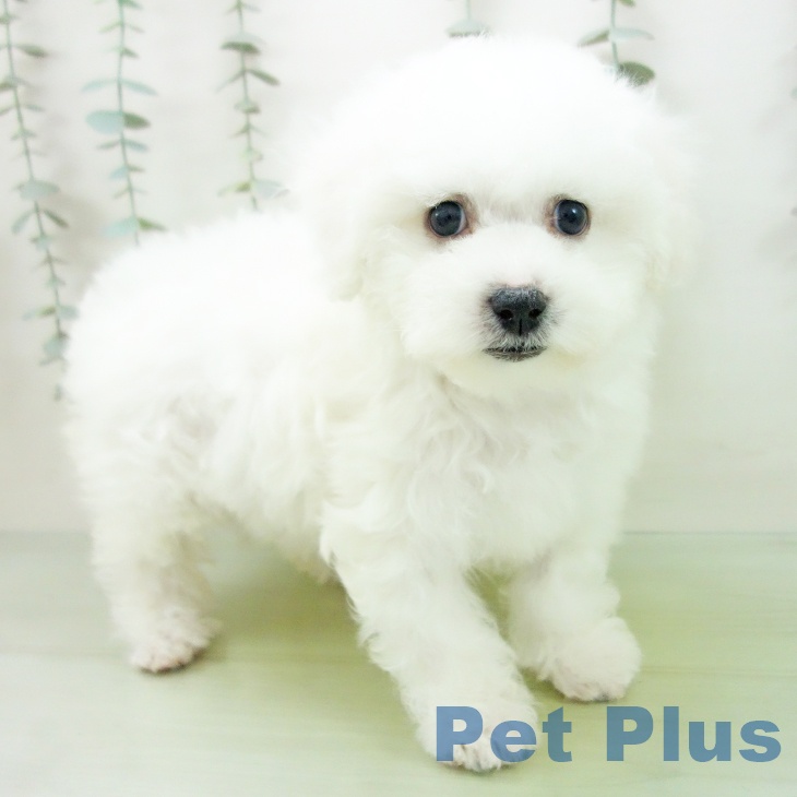 富山県のビションフリーゼ (ペットプラス 高岡店/2025年9月2日生まれ/女の子/ホワイト)の子犬の2枚目の画像