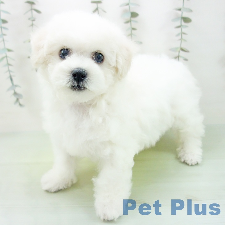 愛知県のビションフリーゼ (ペットプラス 三好店/2025年9月2日生まれ/女の子/ホワイト)の子犬の1枚目の画像