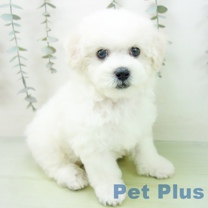 愛知県のビションフリーゼ (ペットプラス 三好店/2025年9月2日生まれ/女の子/ホワイト)の子犬の2枚目の画像