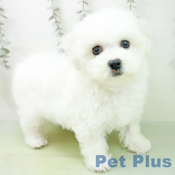 愛知県のビションフリーゼ (ペットプラス 豊田店/2025年9月2日生まれ/女の子/ホワイト)の子犬の1枚目の画像
