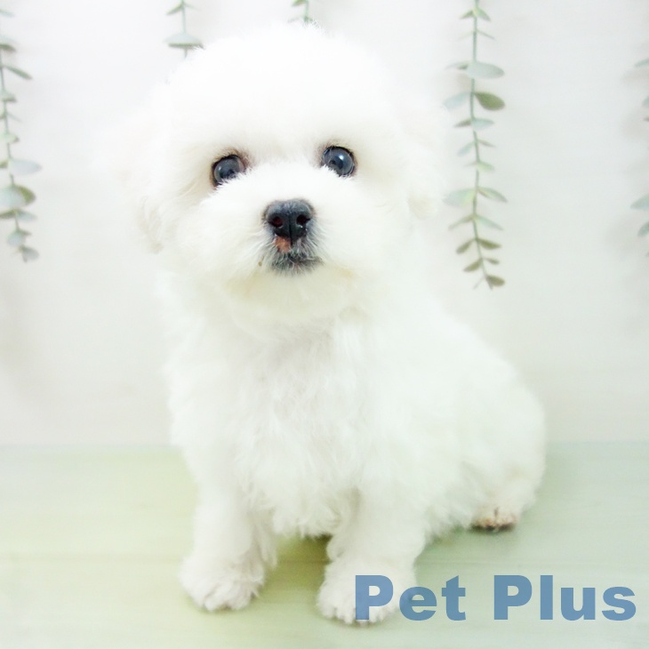 愛知県のビションフリーゼ (ペットプラス 豊田店/2025年9月2日生まれ/女の子/ホワイト)の子犬の2枚目の画像