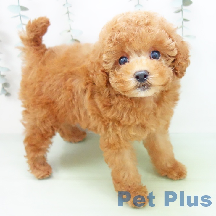 三重県のトイプードル(トイ) (ペットプラス 津南店/2025年9月4日生まれ/男の子/レッドフォーン)の子犬の1枚目の画像
