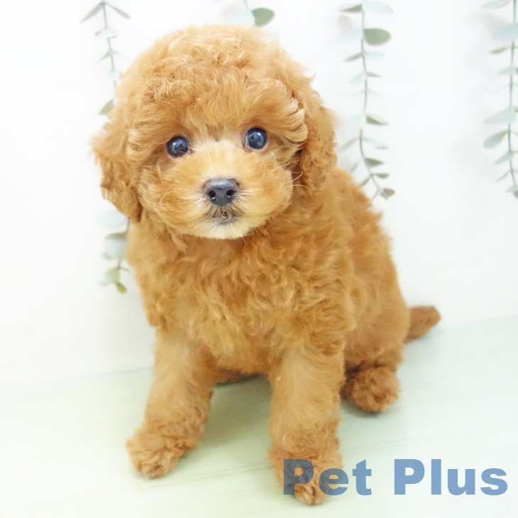 三重県のトイプードル(トイ) (ペットプラス 津南店/2025年9月4日生まれ/男の子/レッドフォーン)の子犬の2枚目の画像