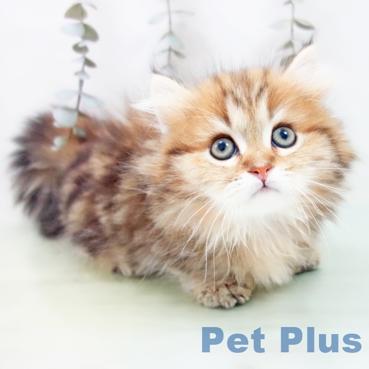 ミヌエットの写真2