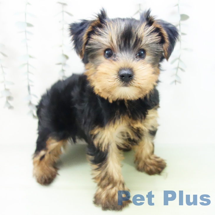 石川県のヨークシャーテリア (ペットプラス 新小松店/2025年8月31日生まれ/男の子/スチールブルータン)の子犬