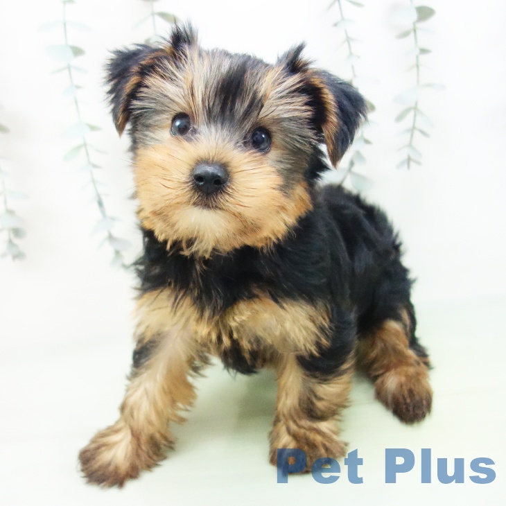 石川県のヨークシャーテリア (ペットプラス 新小松店/2025年8月31日生まれ/男の子/スチールブルータン)の子犬の2枚目の画像
