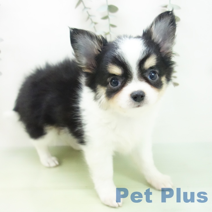 三重県のチワワ(ロング) (ペットプラス 津南店/2025年9月3日生まれ/男の子/ブラックタンホワイト)の子犬の1枚目の画像