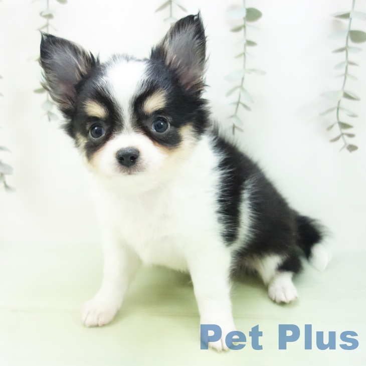 三重県のチワワ(ロング) (ペットプラス 津南店/2025年9月3日生まれ/男の子/ブラックタンホワイト)の子犬の2枚目の画像