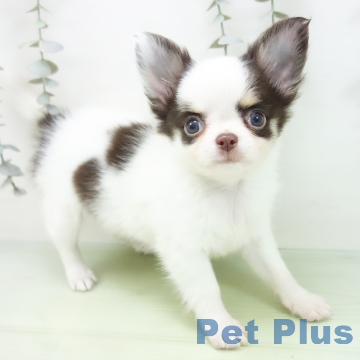 岐阜県のチワワ(ロング) (ペットプラス 各務原店/2025年9月3日生まれ/男の子/ホワイトチョコレートクリーム)の子犬の1枚目の画像