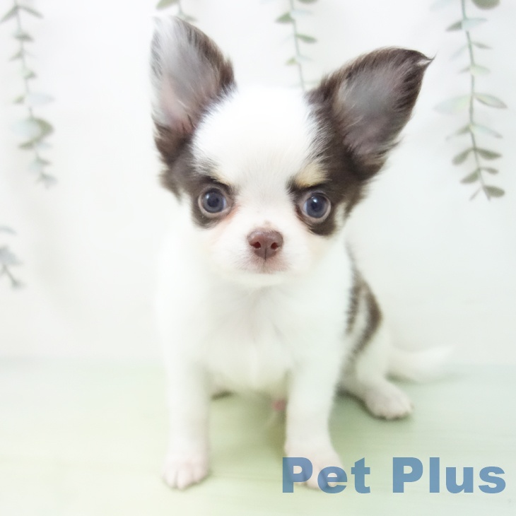 岐阜県のチワワ(ロング) (ペットプラス 各務原店/2025年9月3日生まれ/男の子/ホワイトチョコレートクリーム)の子犬の2枚目の画像