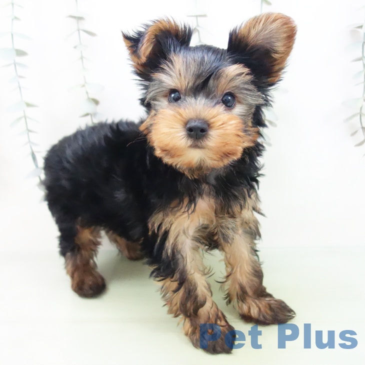 三重県のヨークシャーテリア (ペットプラス 津南店/2025年9月4日生まれ/男の子/スチールブルータン)の子犬の1枚目の画像