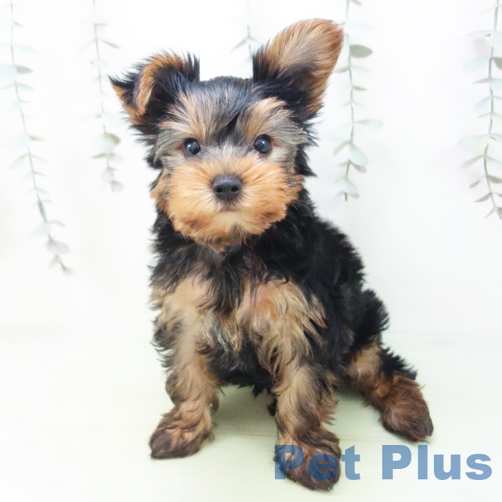 三重県のヨークシャーテリア (ペットプラス 津南店/2025年9月4日生まれ/男の子/スチールブルータン)の子犬の2枚目の画像