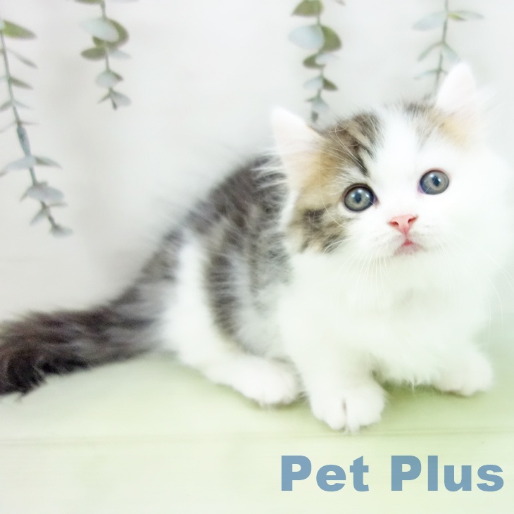 マンチカンの写真2