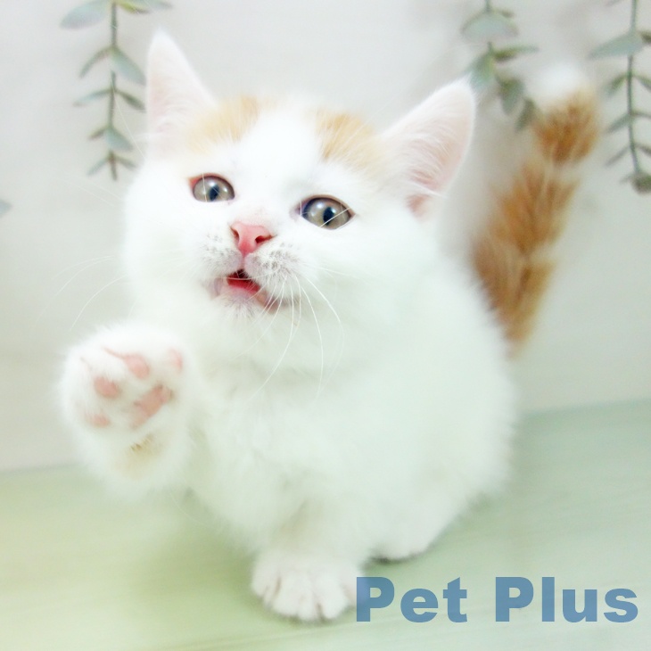 マンチカンの写真2