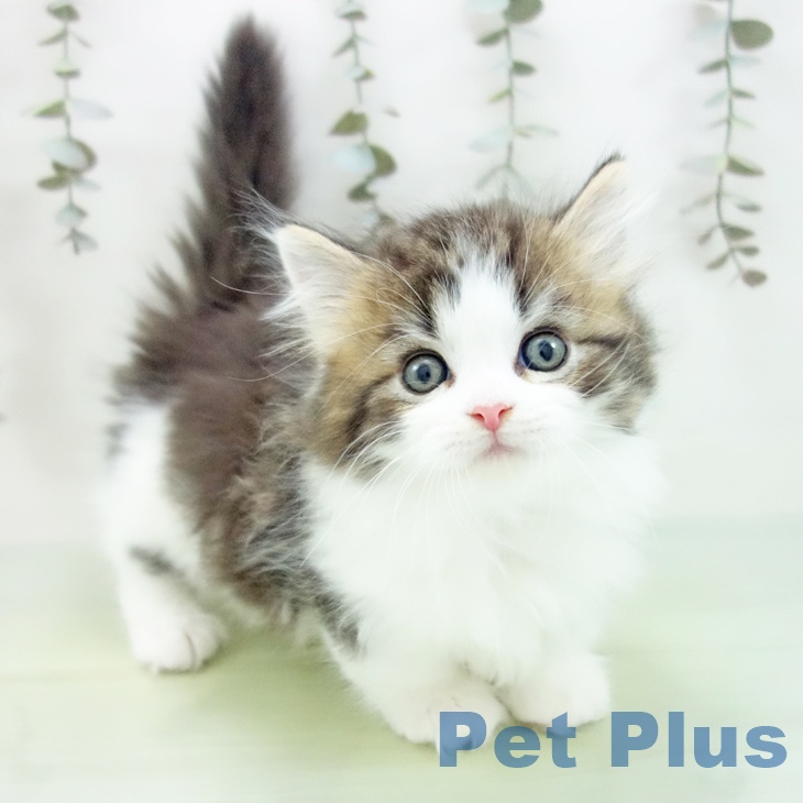 愛知県のマンチカン (ペットプラス 岡崎店/2025年9月4日生まれ/男の子/ブラウンタビーホワイト)の子猫の1枚目の画像