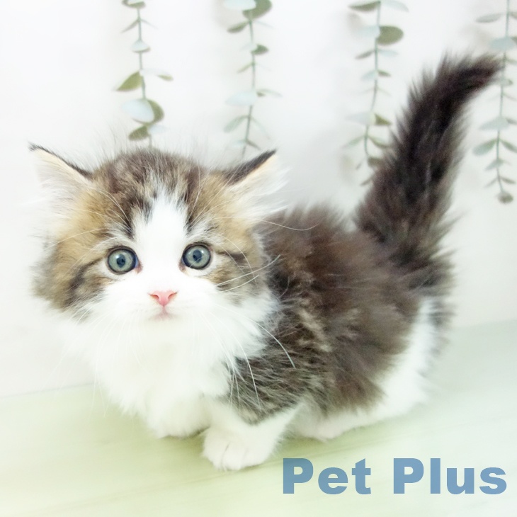 愛知県のマンチカン (ペットプラス 岡崎店/2025年9月4日生まれ/男の子/ブラウンタビーホワイト)の子猫の2枚目の画像