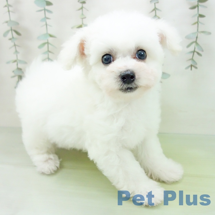 愛知県のビションフリーゼ (ペットプラス mozoワンダーシティ店/2025年9月4日生まれ/男の子/ホワイト)の子犬の1枚目の画像