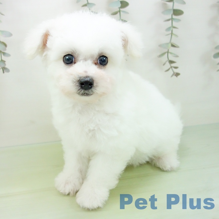 愛知県のビションフリーゼ (ペットプラス mozoワンダーシティ店/2025年9月4日生まれ/男の子/ホワイト)の子犬の2枚目の画像