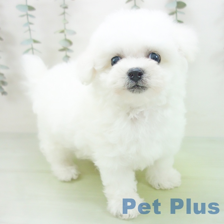 岐阜県のビションフリーゼ (ペットプラス 各務原店/2025年9月4日生まれ/男の子/ホワイト)の子犬の1枚目の画像
