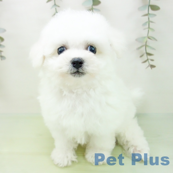 岐阜県のビションフリーゼ (ペットプラス 各務原店/2025年9月4日生まれ/男の子/ホワイト)の子犬の2枚目の画像