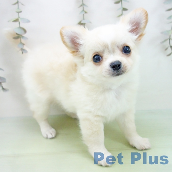 岐阜県のチワワ(ロング) (ペットプラス 各務原店/2025年8月30日生まれ/男の子/クリームホワイト)の子犬の1枚目の画像