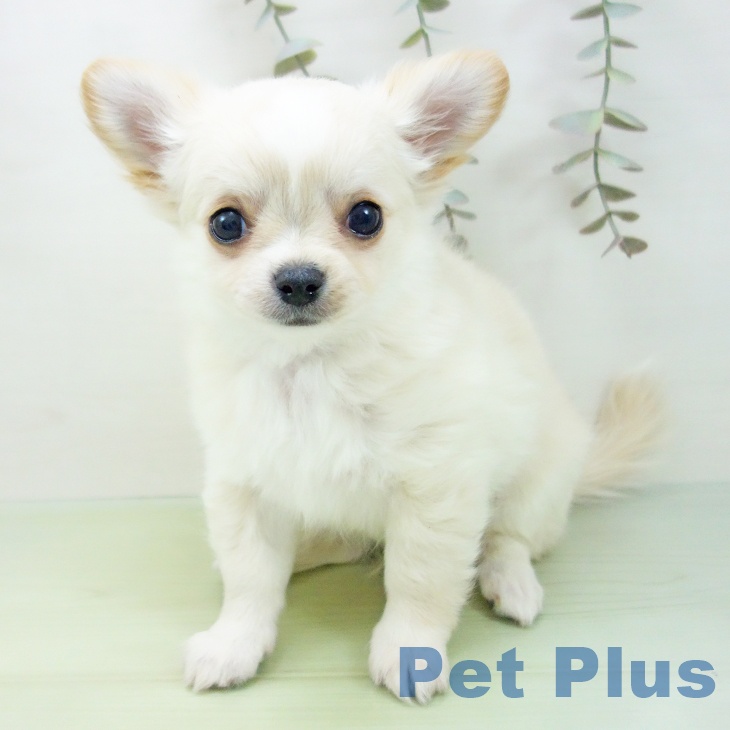 岐阜県のチワワ(ロング) (ペットプラス 各務原店/2025年8月30日生まれ/男の子/クリームホワイト)の子犬の2枚目の画像