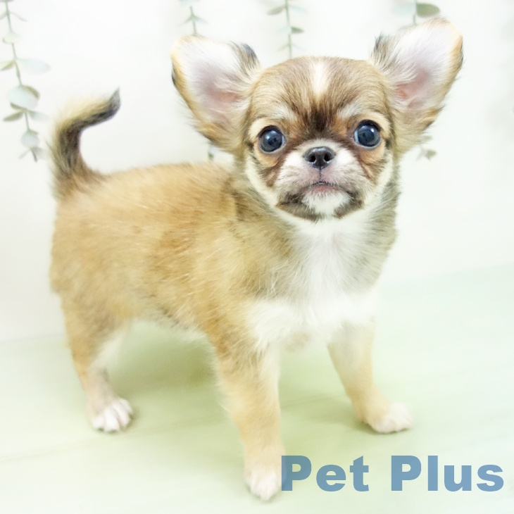 三重県のチワワ(ロング) (ペットプラス 鈴鹿店/2025年8月30日生まれ/女の子/レッドホワイト)の子犬の1枚目の画像