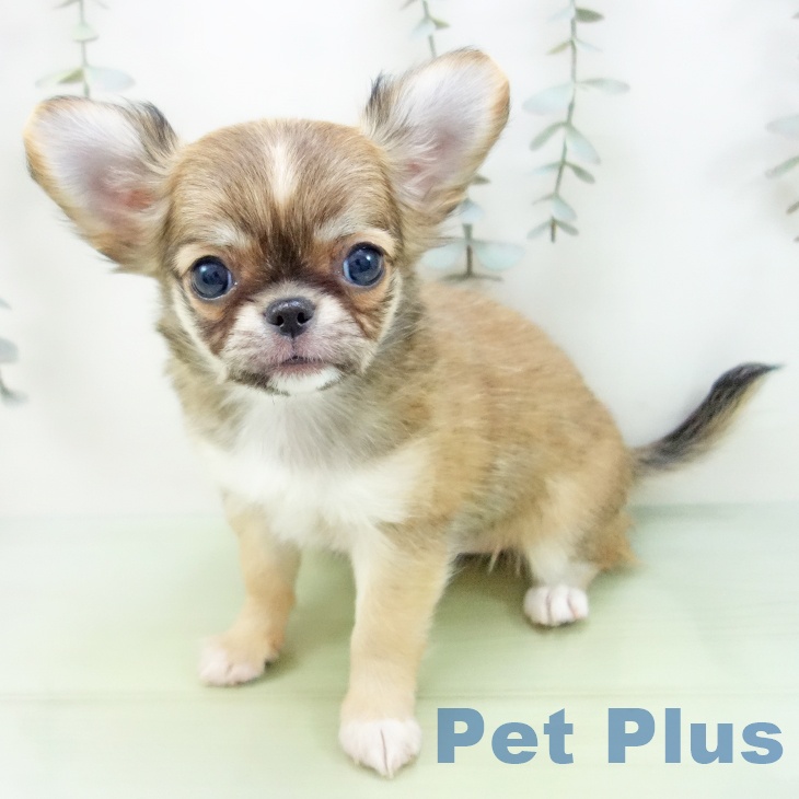 三重県のチワワ(ロング) (ペットプラス 鈴鹿店/2025年8月30日生まれ/女の子/レッドホワイト)の子犬の2枚目の画像