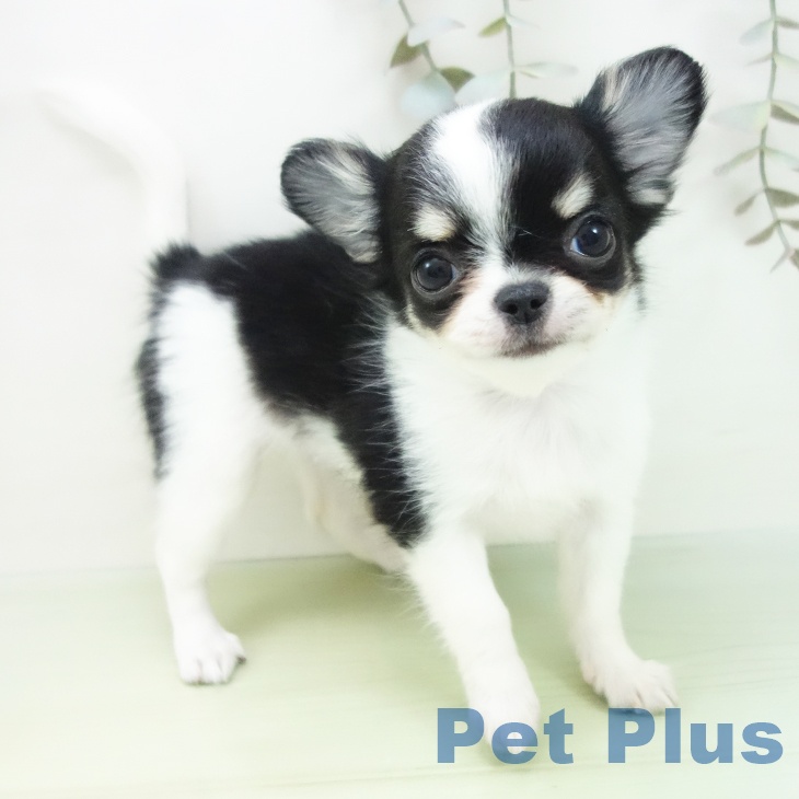 愛知県のチワワ(ロング) (ペットプラス ナゴヤドーム前店/2025年8月30日生まれ/女の子/ブラッククリームホワイト)の子犬の1枚目の画像